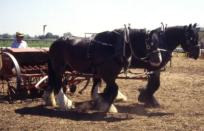 Порода лошадей брабансон - картинки и фото poknok.art