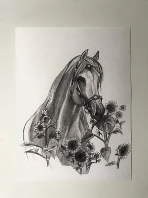 Раскраски лошадь анжела (48 фото) » Картинки, раскраски и трафареты для  всех - Klev.CLUB