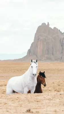Скачать 938x1668 лошадь, лошади, животные, скалы, песок обои, картинки  iphone 8/7/6s/6 for parallax