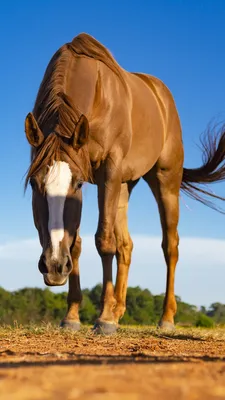 Фото лошадь Размытый фон Взгляд животное 1080x1920