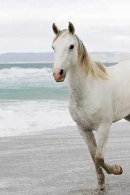 Скачать 800x1200 белая лошадь, песок, море, бежать обои, картинки iphone  4s/4 for parallax