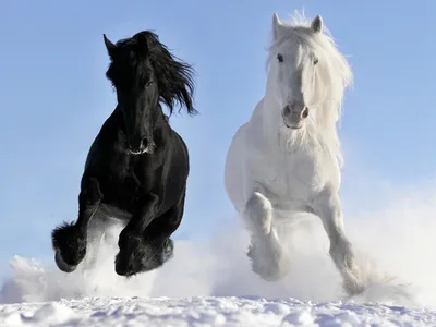 Фото лошади скачать на обои телефона. | Обои на Xiaomi и Redmi лошади. |  Постила