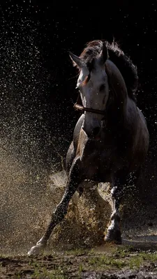 Animal/Horse | Horses, Horse wallpaper, Beautiful horses