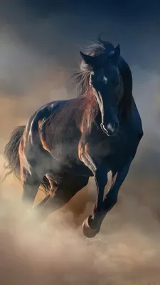 Эстетичные обои | Фотографии лошадей, Белоголовый орлан, Картина лошади