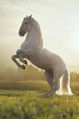 Скачайте на телефон обои с лошадью в размер экрана. | Обои на Xiaomi и  Redmi лошади. | Постила