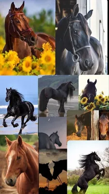 Скачать 800x1200 лошадь, прыжок, вода, море обои, картинки iphone 4s/4 for  parallax