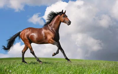 Скачать обои лошадь, природа, конь, грива, фриз разрешение 1920x1200 #161520