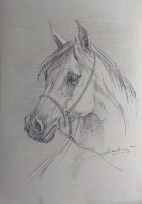 Нарисовала еще один портрет лошадки | Пикабу