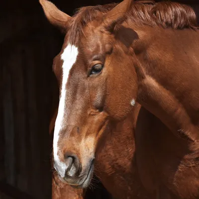Портрет лошади реалистичное фото …» — создано в Шедевруме
