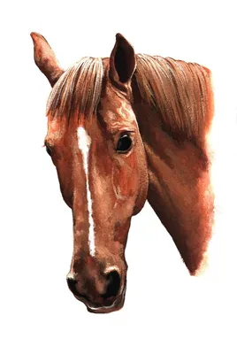Рисуем портрет лошади / Draw a portrait of a horse | Лошади, Техники  рисования акриловыми красками, Портрет