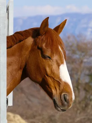 Портрет коня \"Красавчик\", картина с лошадью в интернет-магазине Ярмарка  Мастеров по цене 9000 ₽ – OHYHYBY | Картины, Солнечногорск - доставка по  России