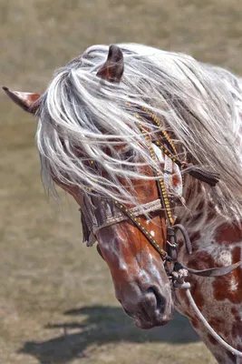 Портрет лошади в конюшне стоковое фото. изображение насчитывающей одно -  31484012