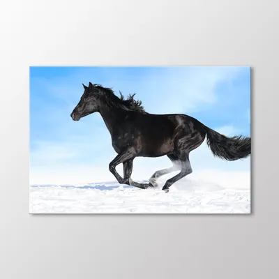 Купить картину Портрет серой лошади в Москве от художника Грачёва Наталья