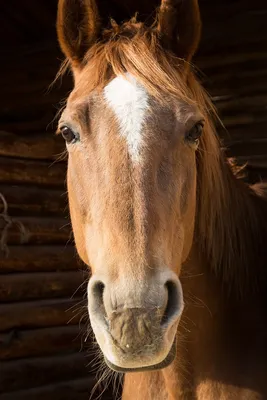 Портреты лошадей. | Пикабу