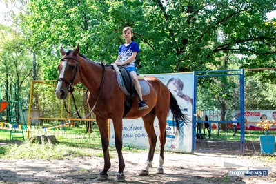 Американский Квартал Лошадь Пегас Жеребец Рисунок, Пегас, лошадь,  фиолетовый, млекопитающее png | PNGWing