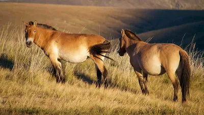 Лошадь пржевальского фото 