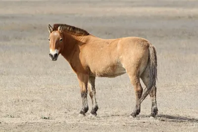 Лошадь Пржевальского: 8 интересных фактов о диком родственнике домашней  лошади | Приключения натуралиста | Дзен