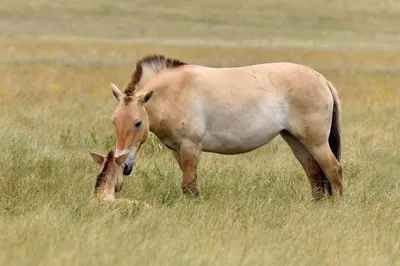 Лошадь, которой нет: как возрождали исчезающих лошадей Пржевальского |  Вокруг Света