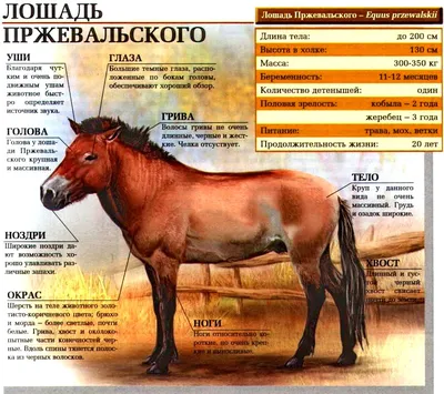 Лошадь Пржевальского | Пикабу