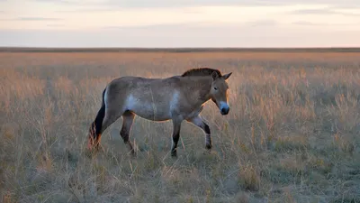 Где в Смоленской области можно увидеть лошадей Пржевальского? - Экскурсии  по Смоленску
