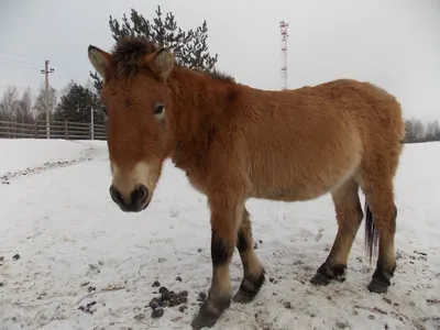 Лошадь пржевальского – образец успешных защитных Мероприятий, авторство  которого принадлежит пражскому зоопарку