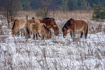 В оренбургском заповеднике родился жеребенок лошади Пржевальского -  «Экология России»