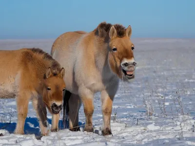 Лошадь Пржевальского | Лошади, Дикие лошади, Животные