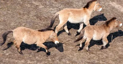 Лошадь Пржевальского - Лошади | Некоммерческий учебно-познавательный  интернет-портал Зоогалактика
