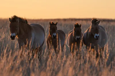 Ученые установили истинное происхождение лошади Пржевальского