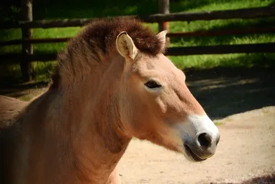 Лошади Пржевальского находятся на грани исчезновения в Казахстане