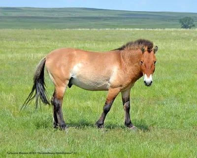 Джунгарское чудо»: как в Казахстане возрождают популяцию лошади  Пржевальского