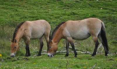 Лошади Пржевальского: как вольные степные скакуны живут в Оренбургском  заповеднике