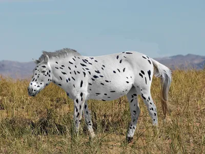 Лошадь Пржевальского: 7 интересных фактов о жизни диких лошадей |  Приключения натуралиста | Дзен