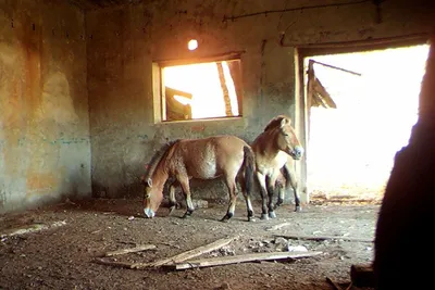 В Оренбургском заповеднике родилась сотая лошадь Пржевальского: Природа:  Моя страна: Lenta.ru