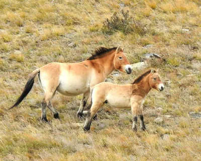 Лошадь Пржевальского | Лошади, Животные, Дикие лошади