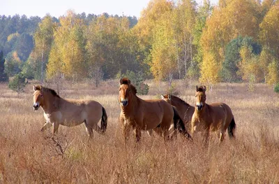 Ученые проследили за жизнью лошадей Пржевальского в Чернобыльской зоне -  Российская газета