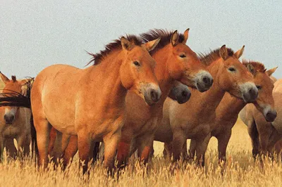 Минприроды приняло программу восстановления популяции лошади Пржевальского  | ИА Красная Весна