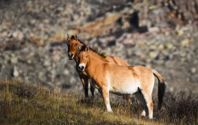 Лошадь Пржевальского (Алматинский Зоопарк) · iNaturalist