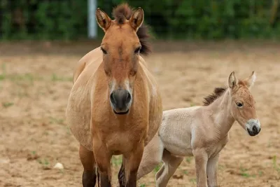 В Чернобыльской зоне лошади Пржевальского погибли в стальных петлях  браконьеров (фото)