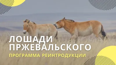 Польские и украинские специалисты отметили комфортность условий зоны  отчуждения для лошади Пржевальского | Uatom.org