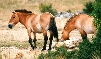 Лошадь пржевальского – образец успешных защитных Мероприятий, авторство  которого принадлежит пражскому зоопарку