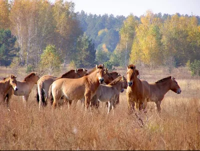 Возрождение популяции лошади Пржевальского — Наш Урал и весь мир