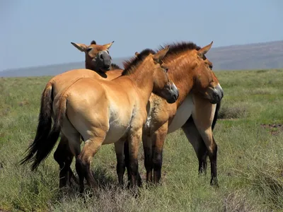 Лошади Пржевальского вновь скачут по родным степям