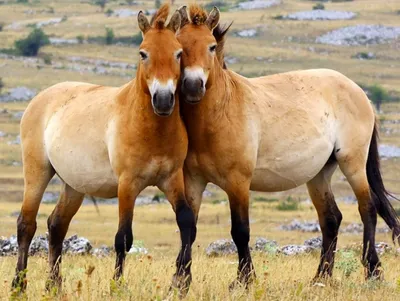 Уникальная дикая порода лошадей Пржевальского обзавелась приплодом в  заповеднике «Аскания-Нова» – Объясняем.рф