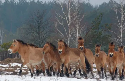Жеребенок лошади Пржевальского появился на свет в Центре воспроизводства  редких видов животных