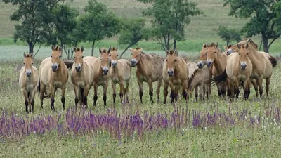 Программа реинтродукции лошади Пржевальского в заповеднике «Оренбургский» -  YouTube