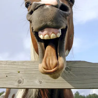 Лошадь Ржать Голова - Бесплатное фото на Pixabay - Pixabay