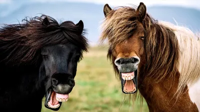 Лошадь с чувством лошади Humorthe ржет зубы маленького жизнерадостного  осленка хорошие Стоковое Фото - изображение насчитывающей грива,  млекопитающее: 192482930