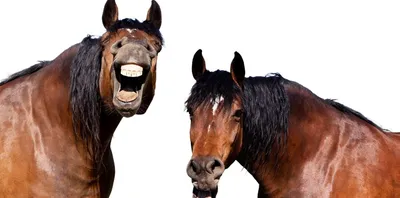 Лошадь с открытым ртом рисунок - 68 фото