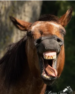 Конец оскала лошадей вверх. Лошадь ржет или смеяться и предусмотрено своими  зубами. Стоковое Изображение - изображение насчитывающей лошадь, смех:  207962533